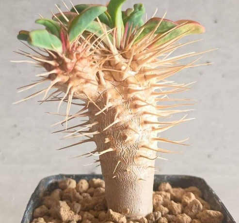 Euphorbia guillauminiana 6 Seeds