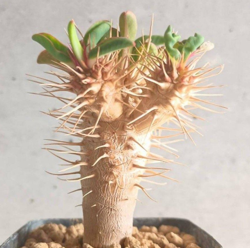 Euphorbia guillauminiana 6 Seeds