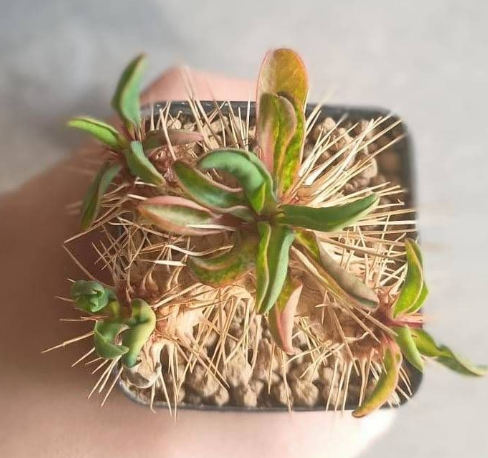 Euphorbia guillauminiana 6 Seeds