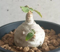 Dorstenia Foetida 7 Seeds