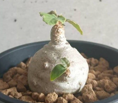 Dorstenia Foetida 7 Seeds