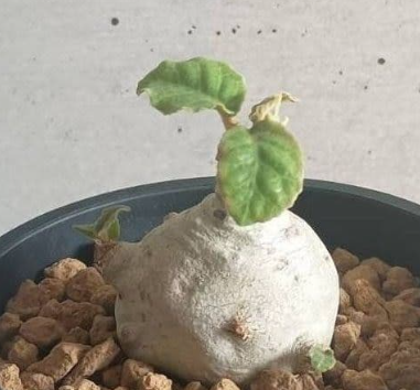 Dorstenia Foetida 7 Seeds