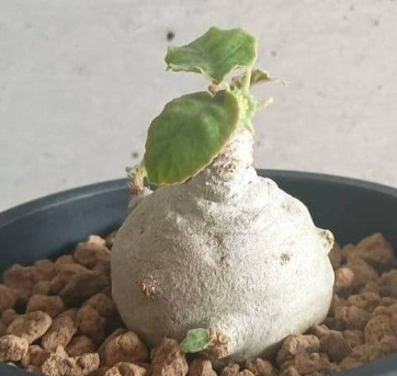 Dorstenia Foetida 7 Seeds