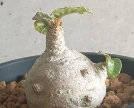 Dorstenia Foetida 7 Seeds