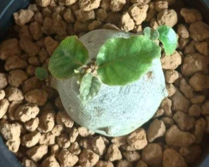 Dorstenia Foetida 7 Seeds