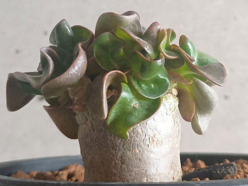 Adenium Lion's Leaf 5 Seeds