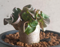 Adenium Lion's Leaf 5 Seeds