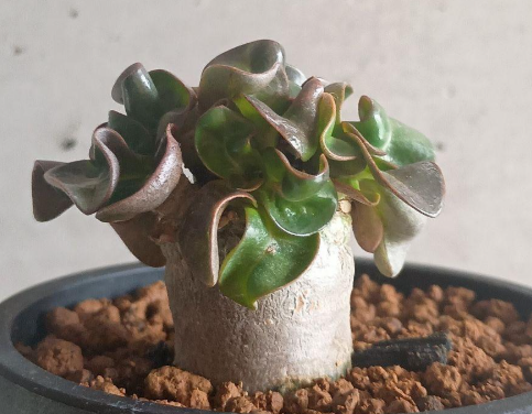 Adenium Lion's Leaf 5 Seeds
