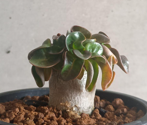 Adenium Lion's Leaf 5 Seeds
