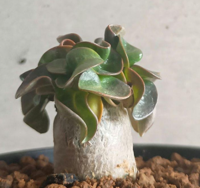 Adenium Lion's Leaf 5 Seeds