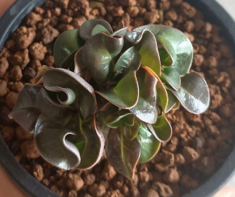 Adenium Lion's Leaf 5 Seeds