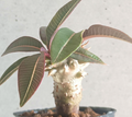 Pachypodium baronii 6 Seeds