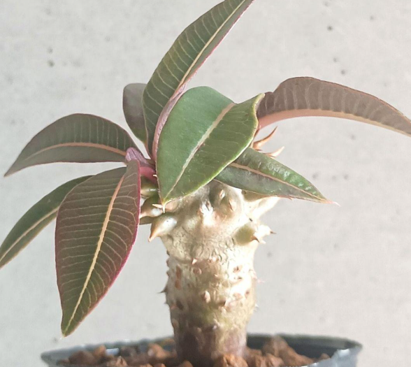 Pachypodium baronii 6 Seeds