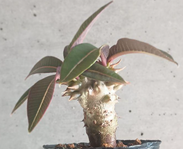 Pachypodium baronii 6 Seeds