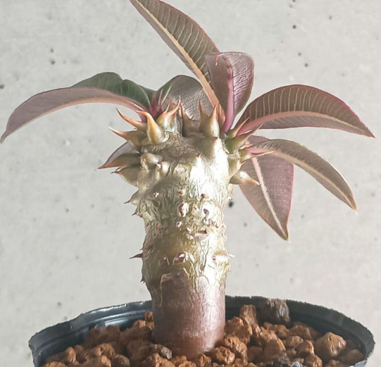 Pachypodium baronii 6 Seeds