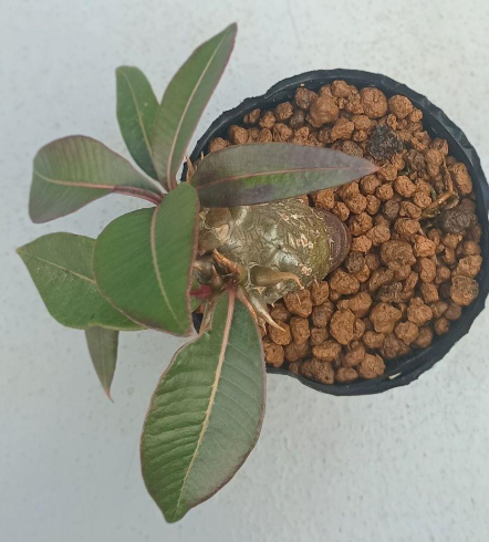Pachypodium baronii 6 Seeds