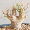 Othonna euphorbioides 7 Seeds