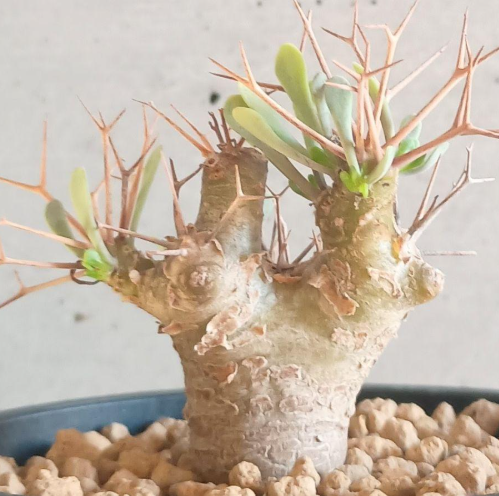 Othonna euphorbioides 7 Seeds