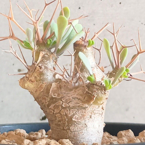 Othonna euphorbioides 7 Seeds