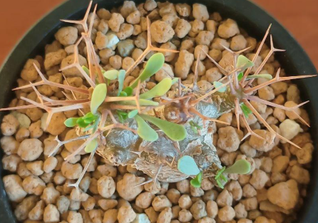 Othonna euphorbioides 7 Seeds