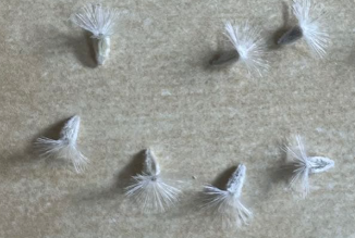 Othonna euphorbioides 7 Seeds