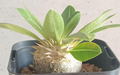 Pachypodium brevicaule subsp. leucoxanthum 6 Seeds