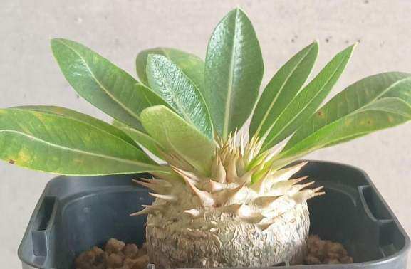 Pachypodium brevicaule subsp. leucoxanthum 6 Seeds