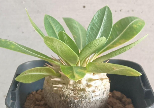 Pachypodium brevicaule subsp. leucoxanthum 6 Seeds
