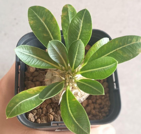 Pachypodium brevicaule subsp. leucoxanthum 6 Seeds