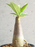Adenium arabicum ‘Black Giant’ 5 Seeds