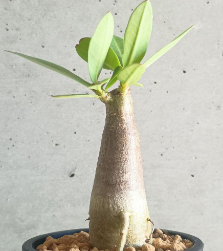 Adenium arabicum ‘Black Giant’ 5 Seeds