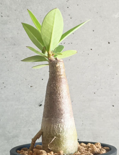 Adenium arabicum ‘Black Giant’ 5 Seeds