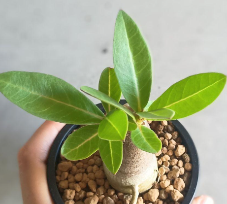 Adenium arabicum ‘Black Giant’ 5 Seeds