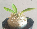 Pachypodium Enigmaticum 6 Seeds