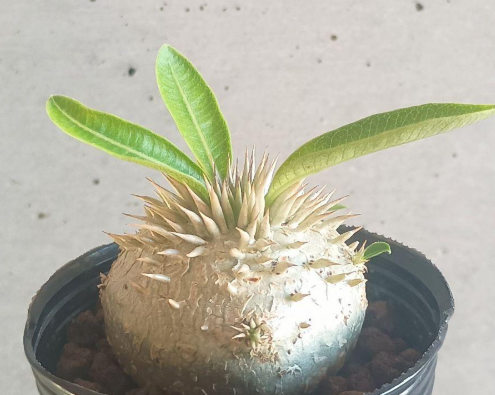 Pachypodium Enigmaticum 6 Seeds