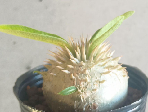Pachypodium Enigmaticum 6 Seeds