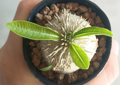 Pachypodium Enigmaticum 6 Seeds