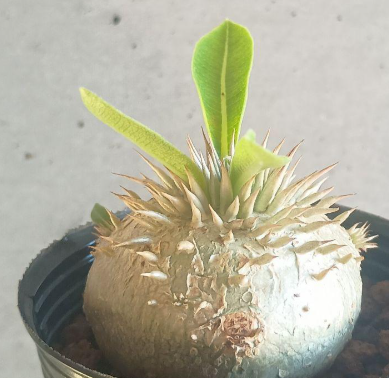 Pachypodium Enigmaticum 6 Seeds