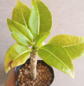 Pachypodium Sofiense 6 Seeds