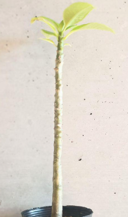 Pachypodium Sofiense 6 Seeds