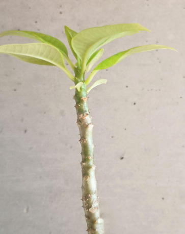 Pachypodium Sofiense 6 Seeds