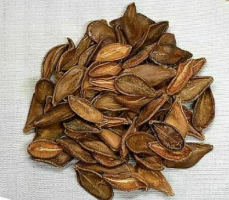 Pachypodium Sofiense 6 Seeds