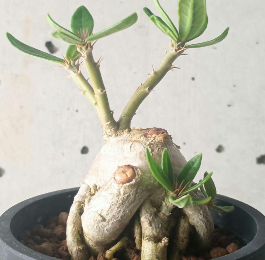 Pachypodium succulentum 6 Seeds