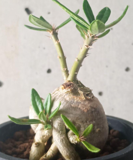 Pachypodium succulentum 6 Seeds