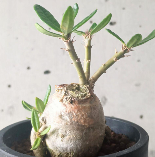 Pachypodium succulentum 6 Seeds