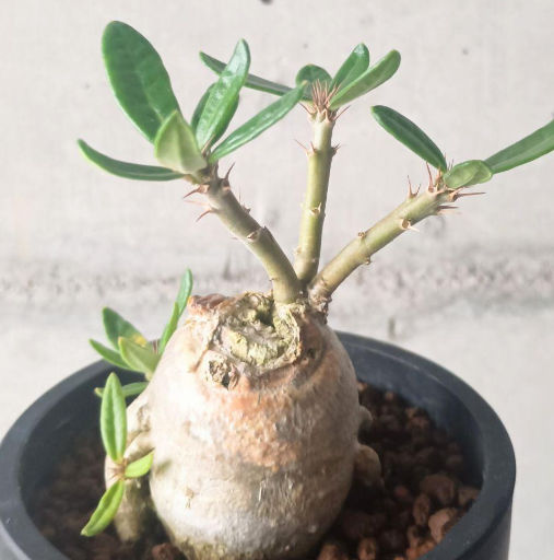 Pachypodium succulentum 6 Seeds