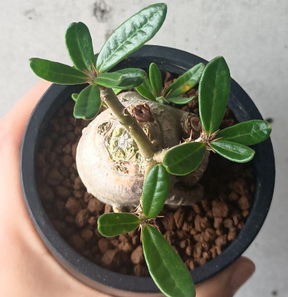 Pachypodium succulentum 6 Seeds