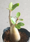 Adenium arabicum 5 Seeds