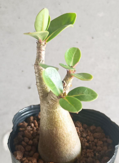 Adenium arabicum 5 Seeds