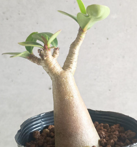 Adenium arabicum 5 Seeds